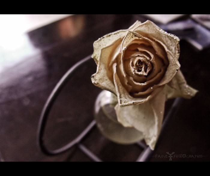 [PHOTO] Une rose du temps
