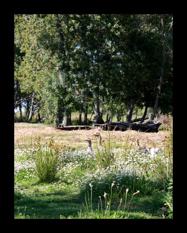 Oies de Brière Oies de Brière