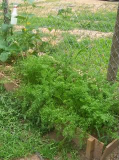 carrots Carrots & Cucumbers