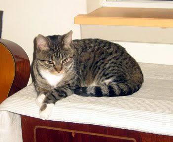 Kitty photo KittySmall.jpg