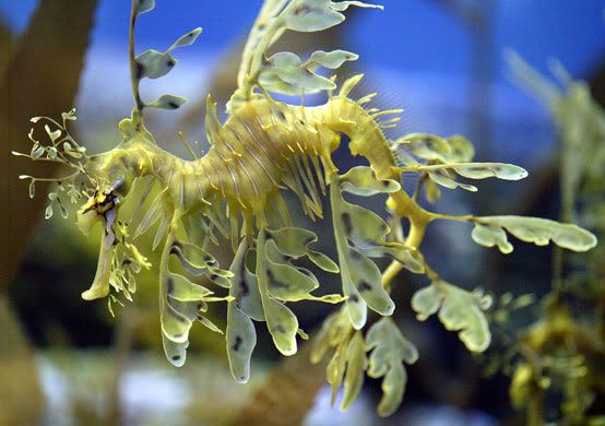 leaf seahorse