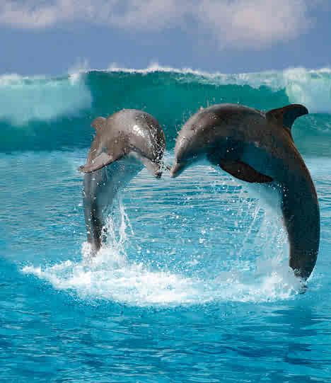two dolphins photo:  dolphinsDM2804_468x541.jpg