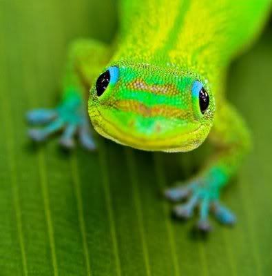 Gecko Image | Picture | Graphic | Photo