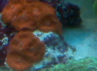 blastoapril2011ecoreef.jpg