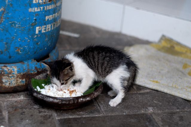 Rebusan Daging Ayam Cara Merawat Kucing Kampung Rebusan Daging Ayam Cara Merawat Kucing Kampung