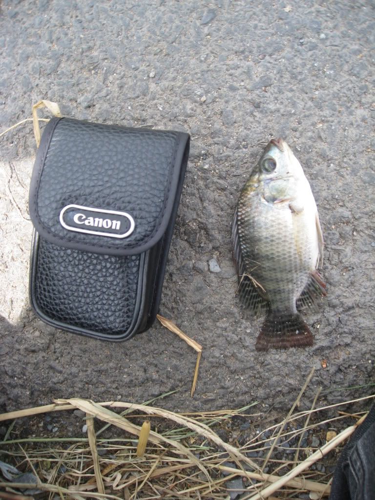 Câu cá Củ Chi 13_03_2011 - 1