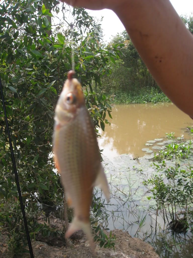 Ký sự câu cá Mộc Hóa