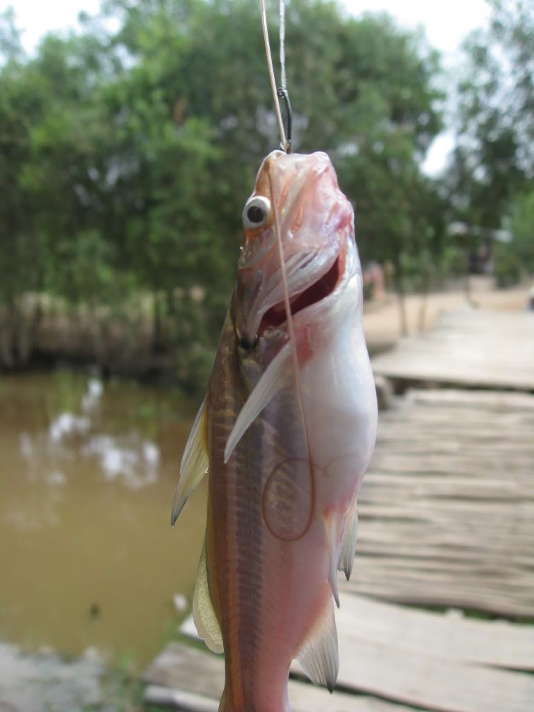 Ký sự câu cá Mộc Hóa - 9