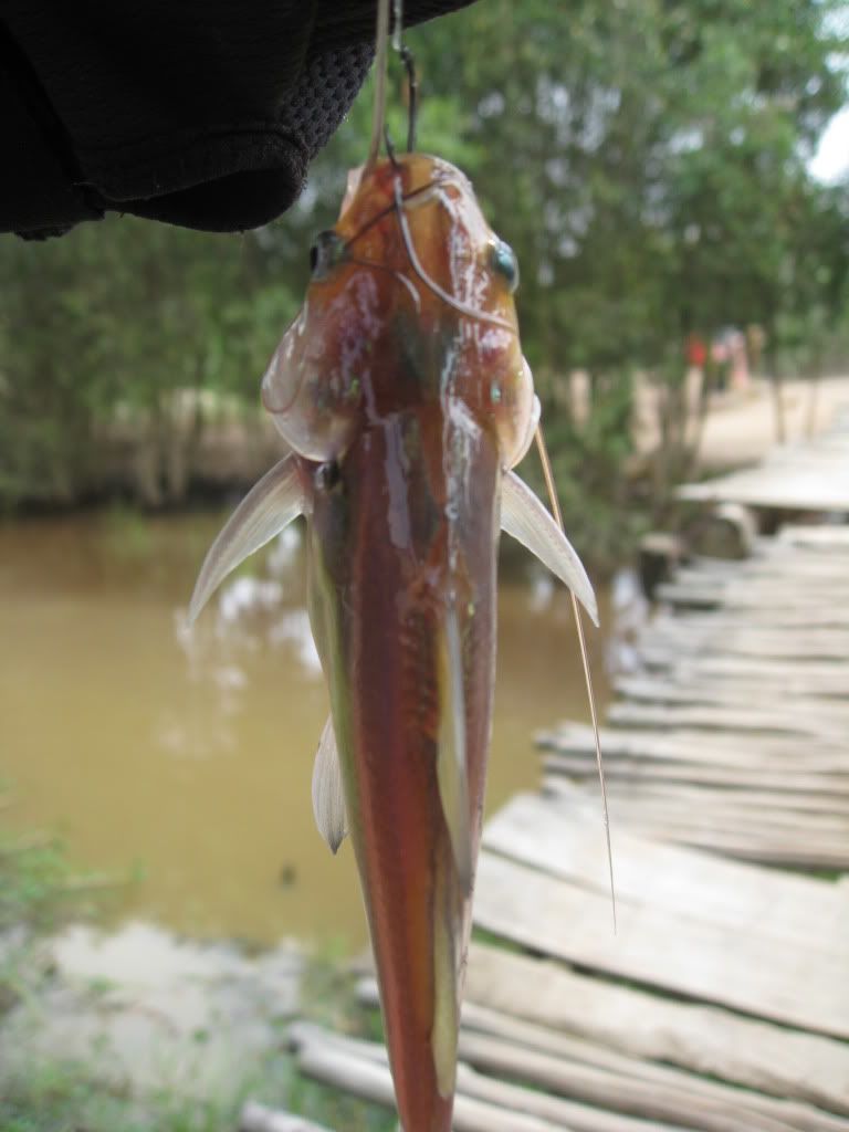 Ký sự câu cá Mộc Hóa - 10