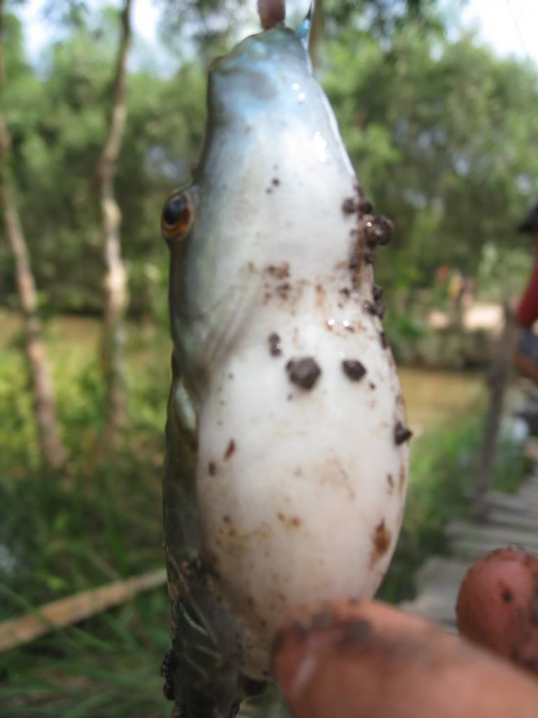 Ký sự câu cá Mộc Hóa - 13