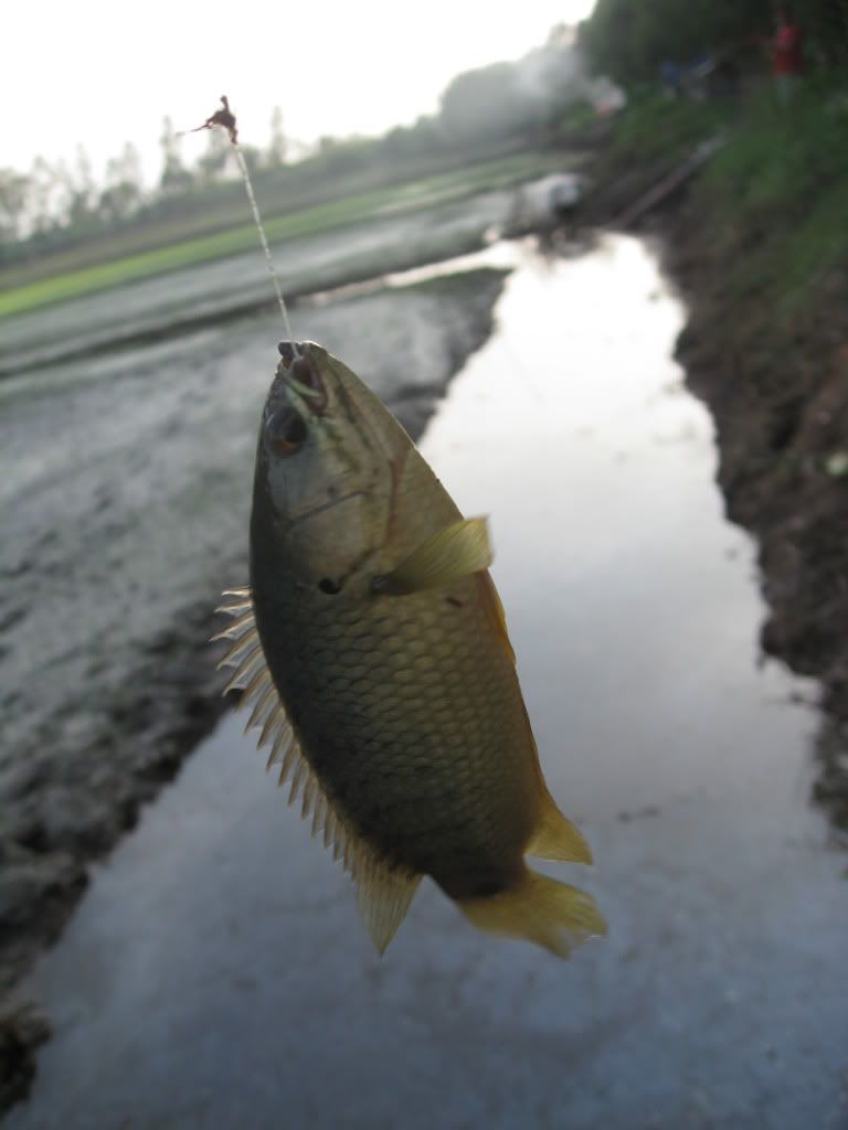 Ký sự câu cá Mộc Hóa - 16