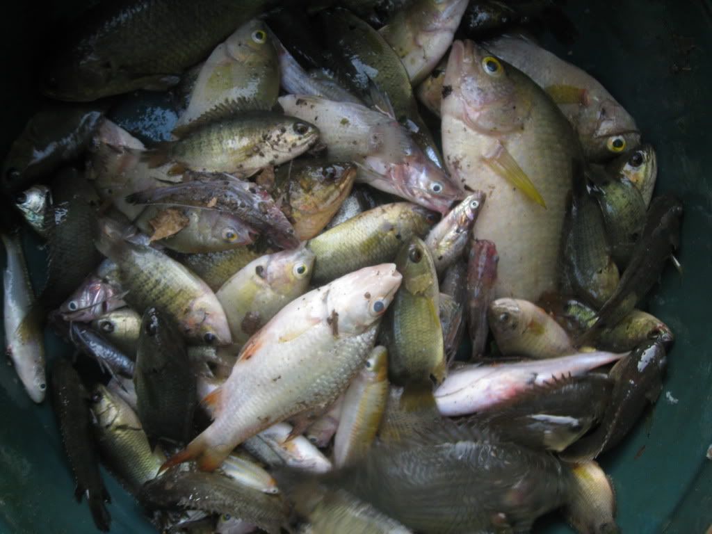 Ký sự câu cá Mộc Hóa - 18