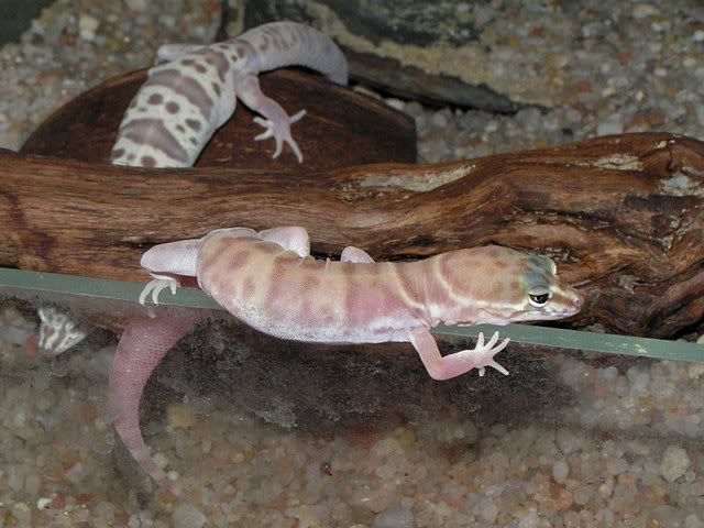 PICT9646-kpia.jpg