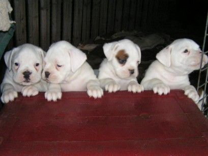 whiteboxers2.jpg