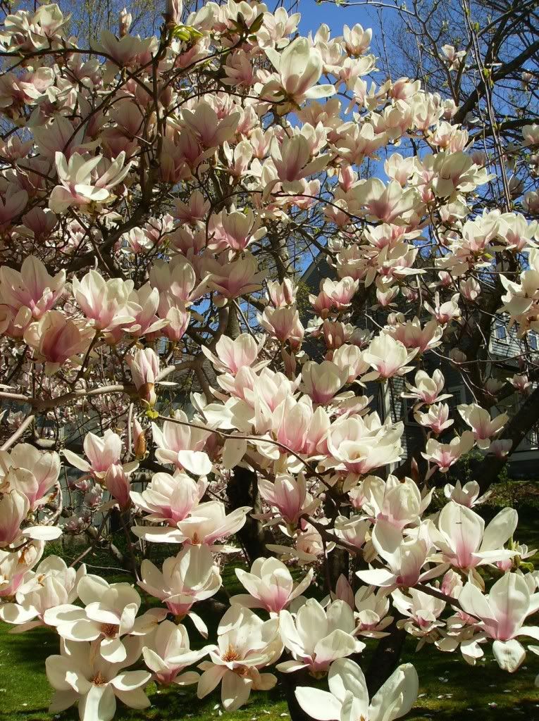 Tulip Tree Pictures, Images and Photos
