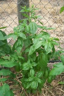 basil plant