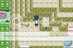[Resim: route115a.png?t=1247602441]